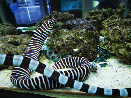 Black and white striped zebra moray eel coils among sandy substrate and live rock structures in...