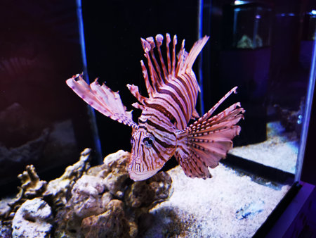 Lionfish with venomous striped spines swims in sandy aquarium with coral structures.