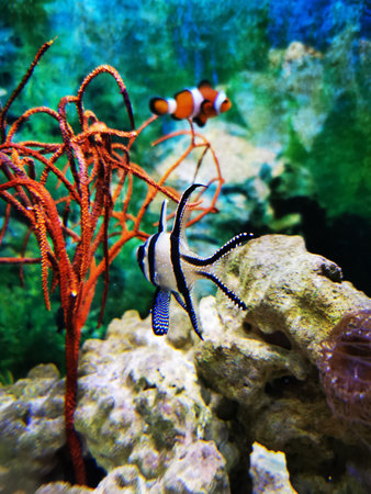 Cardinalfish with striped fins and clownfish swim among colorful coral structures in tropical...