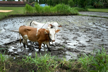 Plowing Rice Paddyの写真素材