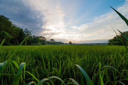 Sunset at Rice Paddyの写真素材