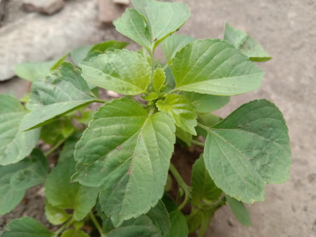 earring plants that thrive in the wild