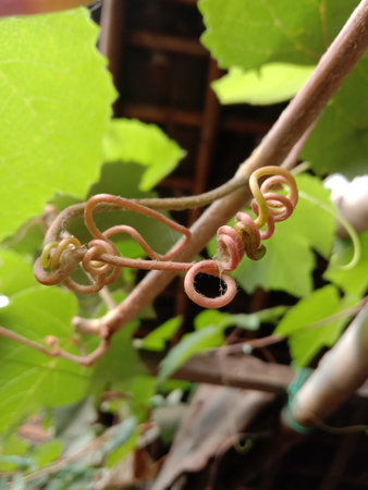 vine tendrils that bind to each otherの写真素材
