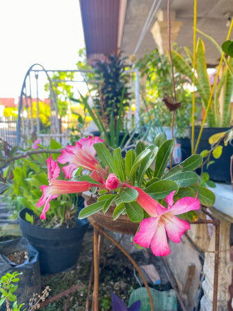 pink flower in the potの写真素材