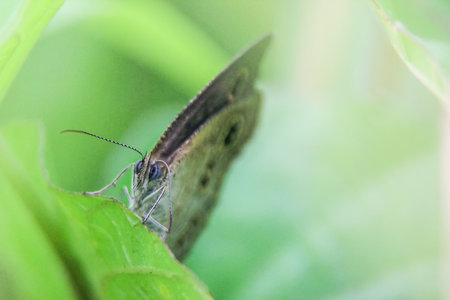 close up photo of a colorful butterfly on a grass with a blurry backgroundの写真素材