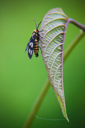 close up photo of a colorful butterfly on a grass with a blurry backgroundの写真素材
