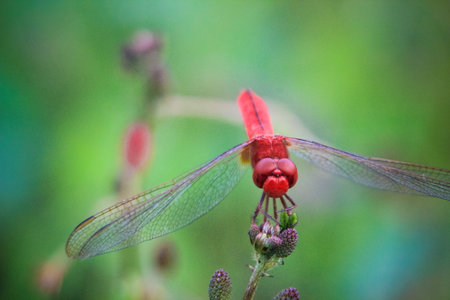 close up photo of a large-eyed dragonfly on a branch with a blurred backgroundの写真素材