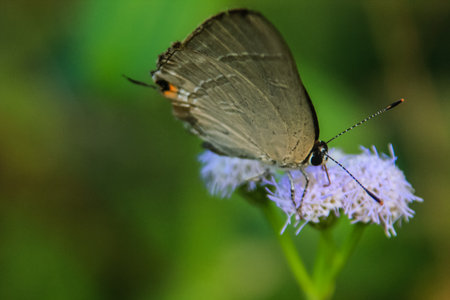 close up photo of a butterfly standing on a flower with a blurred backgroundの写真素材