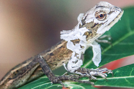close up photo of a lizard changing its skinの写真素材