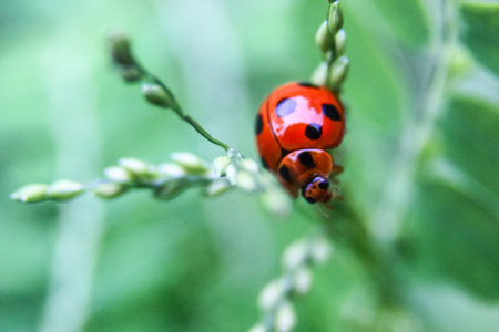 close up photo of the red lady bugの写真素材