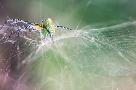 green spider building it webの写真素材