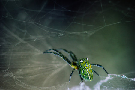 green spider building it webの写真素材
