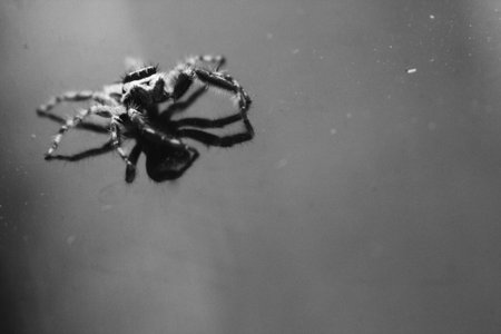 the spider poses on the glass reflex
