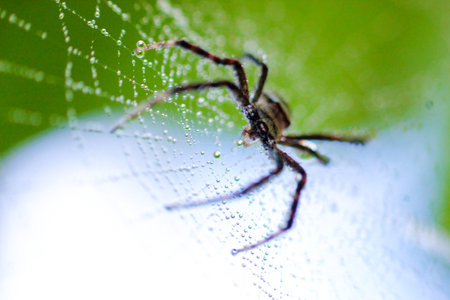 the spider approaching the camera