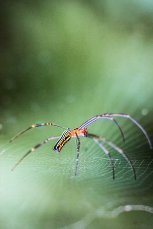 Long-legged spider crawled on its web
