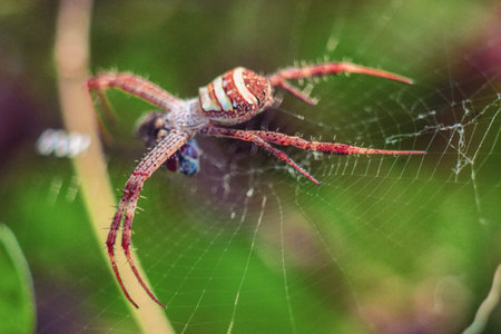 striped spider eating preyの写真素材