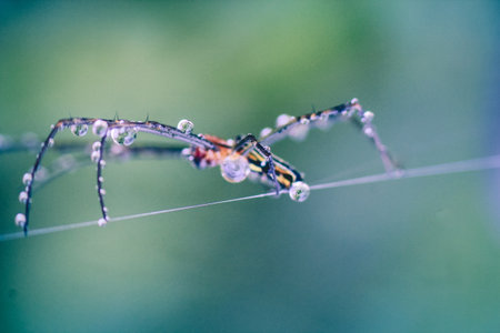 The long-legged spider carries dew on its bodyの写真素材
