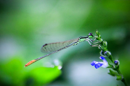 macro photo of a dragonfly perched on the grass, with a blurred backgroundの写真素材