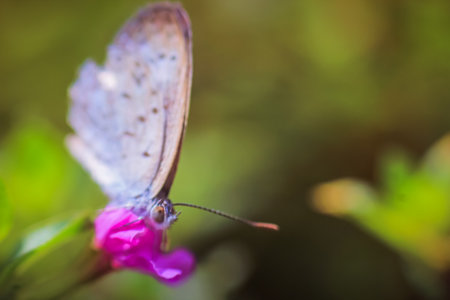 close-up photo of a butterfly on the grass waiting for the wind to fly, with a blurred backgroundの写真素材
