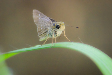 close-up photo of a grey butterfly on the grass waiting for the wind to fly, with a blurred...