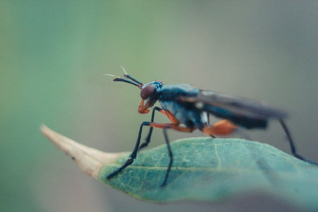 a photo of a wet robber fly on a leafの写真素材
