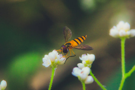 fruit flies that try to rest on grass stalks with a blurred background
