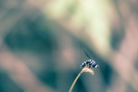 fruit flies that try to rest on grass stalks with a blurred background