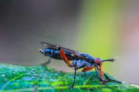 a photo of a wet robber fly on a leafの写真素材