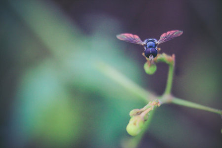 fruit flies that try to rest on grass stalks with a blurred backgroundの写真素材