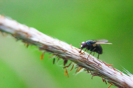 a fly trying to rest on a sprig of grass with a blurred background