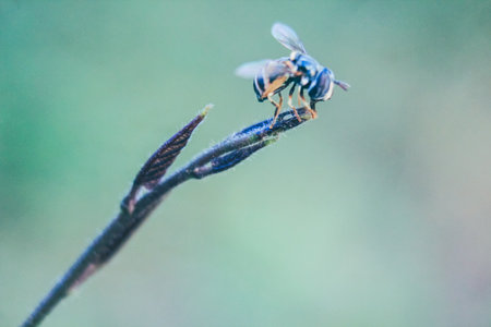 fruit flies that try to rest on grass stalks with a blurred background