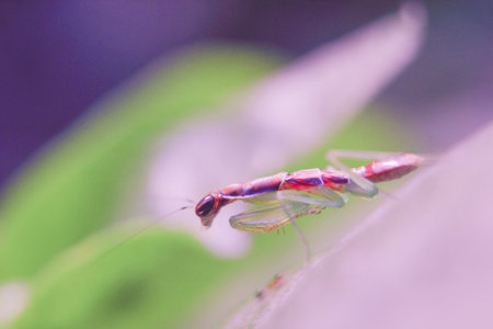 praying grasshopper babies on leaves with a blurred background