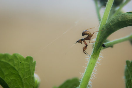 praying grasshopper babies on leaves with a blurred background