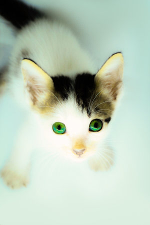 photo of a persian kitten with a soft backgroundの写真素材