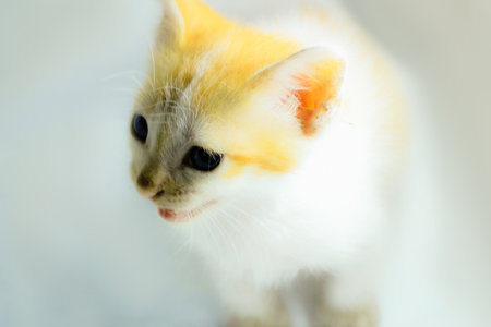 photo of a persian kitten with a soft backgroundの写真素材