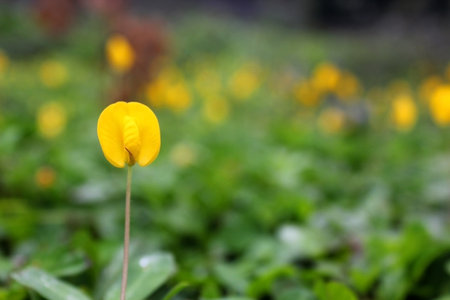 a photo of a beautiful flower in the middle of a colorful garden that looks beautiful and adornedの写真素材