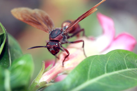 a photograph of a stinging bee that creeps in a leaf posing on a sat will be photographed