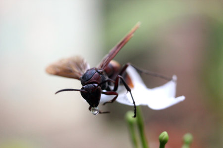 a photograph of a stinging bee that creeps in a dried leaf posing on a sat will be photographedの写真素材