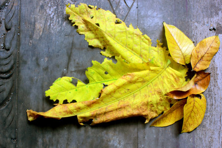 Dry old leaves fall and accumulate, becoming a nest for insects and worms, making the yard look...