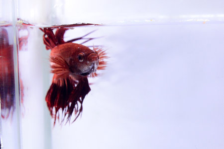 red crowntail betta fish. The red betta fish on the body with other color combinations on the tail, with a tail that resembles a crown looks very fierce on a separate white backgroundの写真素材