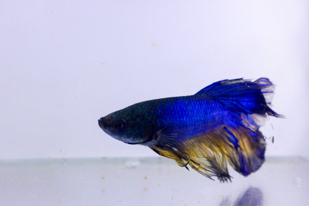 blue halfmoon betta fish. The blue betta fish with a yellow combination on its body, with a tail...