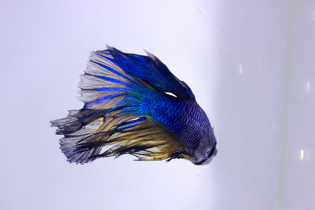blue halfmoon betta fish. The blue betta fish with a yellow combination on its body, with a tail...