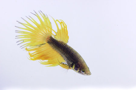 yellow crowntail betta fish. The betta fish is black on the body with a yellow combination on the tail, with a tail that resembles a crown looking very fierce against a separate white background