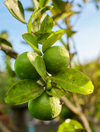 Lemon trees from an organic farm garden In the morning lightの写真素材