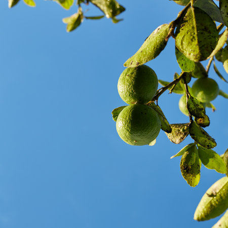 Lemons trees from an organic farm garden In the morning light,blue sky backgroundの写真素材