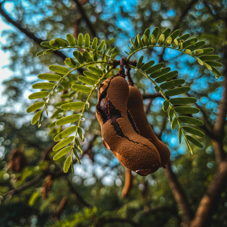 Tamarind tree with ripe tamarind fruit on the branchの素材