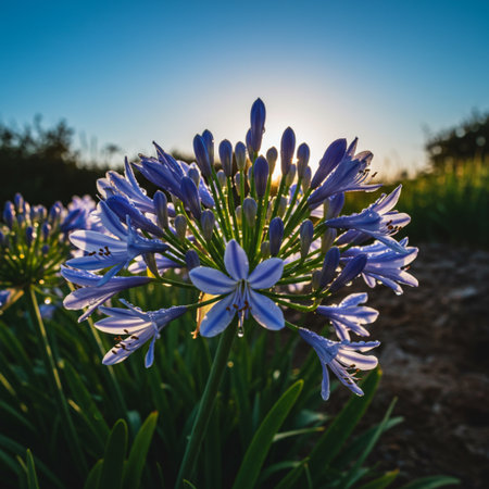 Agapanthus africanus flowers in the garden at sunset.の素材