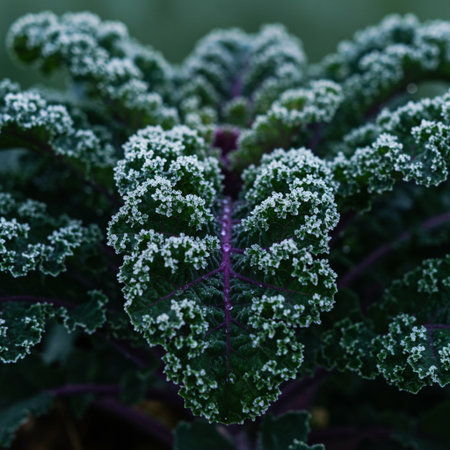 Closeup of a leaf of a kale plant covered with hoarfrostの素材