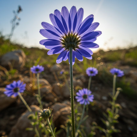 Beautiful blue flower on the background of the setting sun. Natural background.の素材