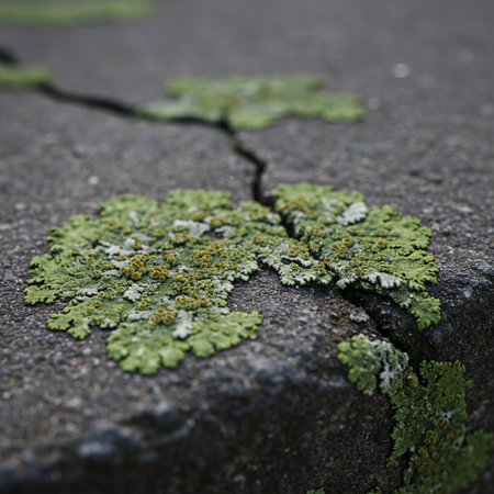 Cracks on the asphalt, close-up of a green mossの素材